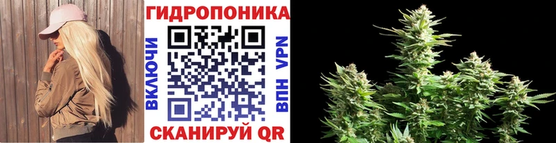 Конопля гибрид  Лениногорск 